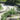 Carl Schurz Park